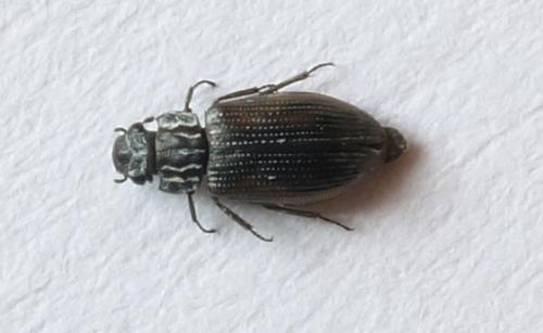 Réf. 291 874 : Helophorus sp.